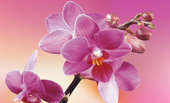 Flowering plants that do well in homes include orchids