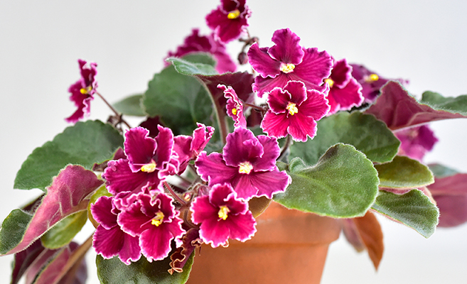 Flowering plants that do well in homes include african violets