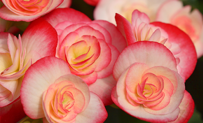Flowering plants that do well in homes include begonia