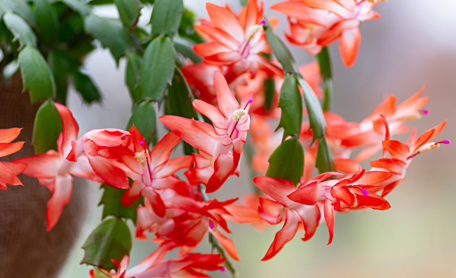 Flowering plants that do well in homes include christmas cactus