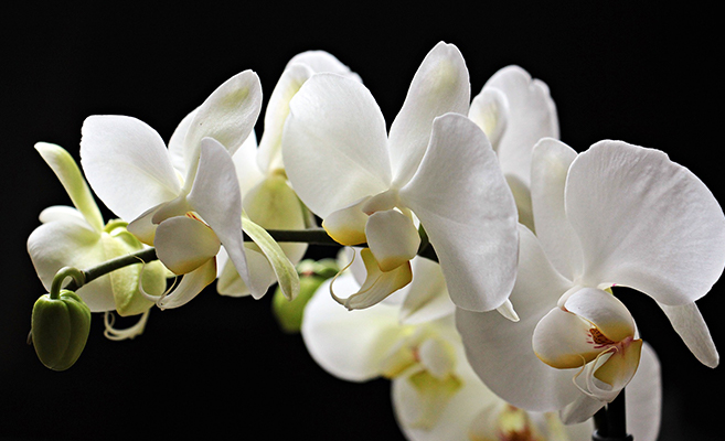 Flowering plants that do well in homes include orchidaceae
