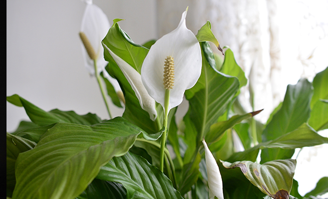 Flowering plants that do well in homes include peace lily